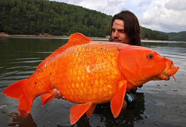 Fisherman Raphael Biagini catches massive 30lbs 'goldfish ...