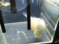 [コンプリート！] バルーンモーリー 出産 直前 376683