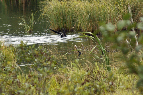 River otter  011.jpg