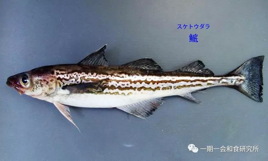认鱼识字 魚文字 汉字