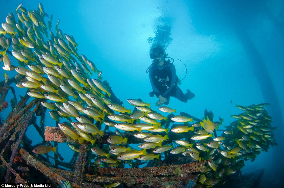 A short walk down the stairs from guests' rooms is a dive site teeming with tropical fish around wrecks