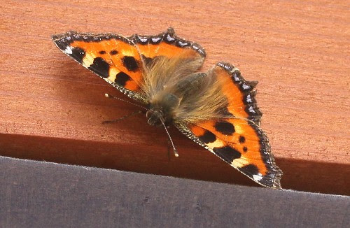 Small Tortoiseshell Butterfly