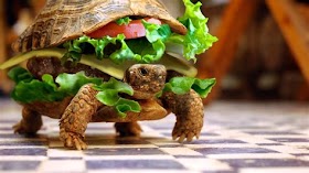 Funny Animal Pictures Hd To Brighten Up Your Day