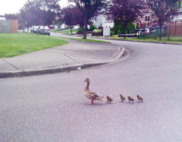 Mama and 4 of her 9 ducklings