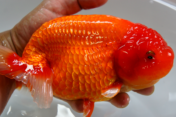 広島県産二歳魚特大ランチュウ入荷 伊藤の金魚係日記