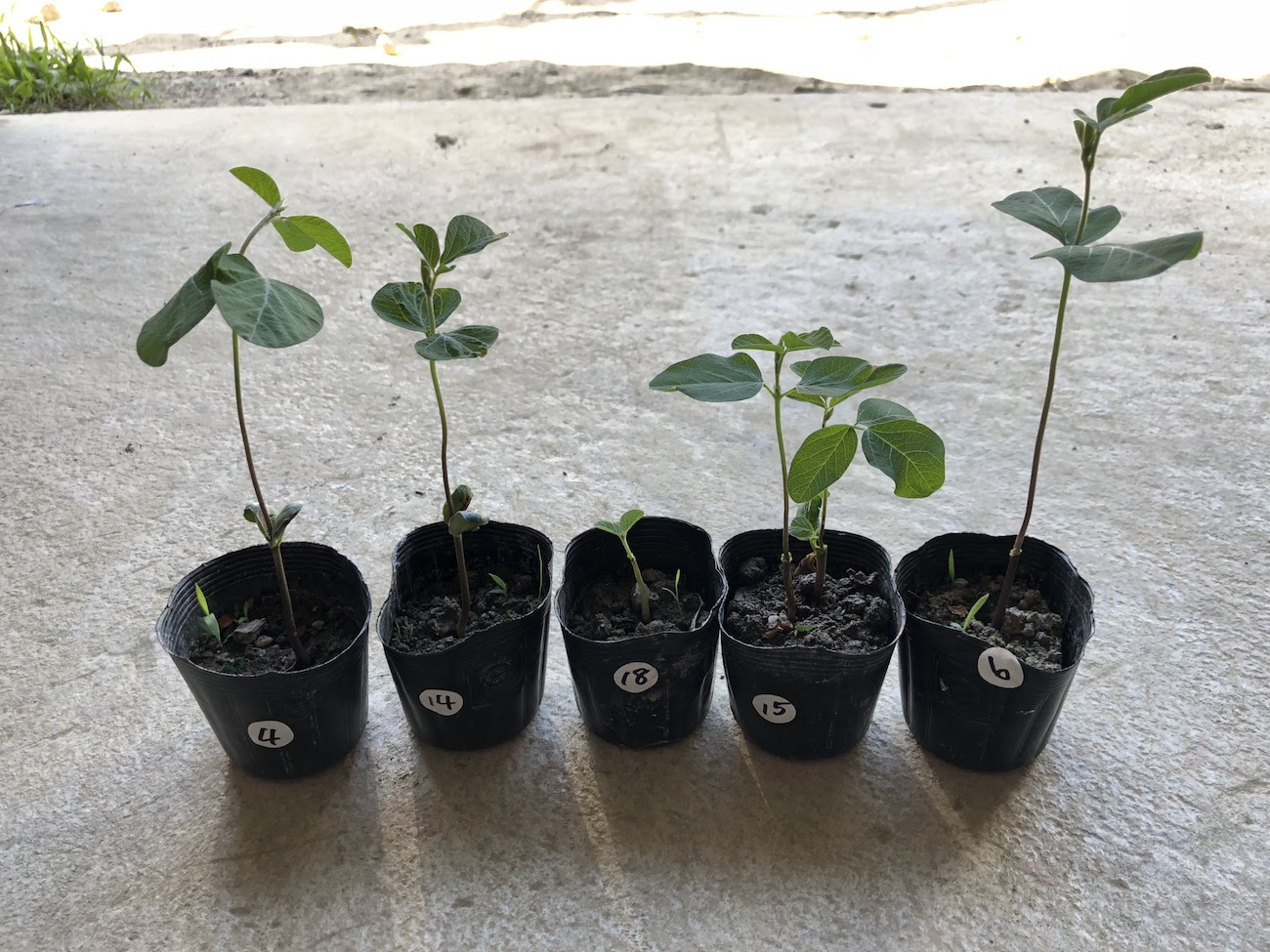 育ててつくって食べよう 神領小3年生の 大豆が大へんしん 活動日誌 Food Hub Project 神山 地産地食 Farm Local Eat Local