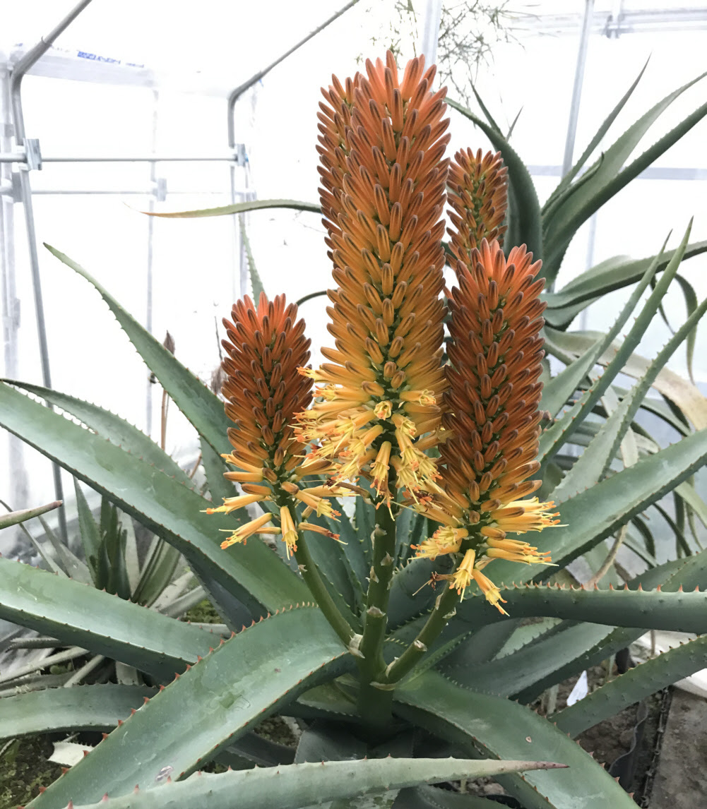 アロエ属 低地性 栽培種プロフィール 種類 マダガスカル分園 ぱんさのマイナー植物園
