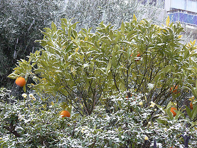orangers sous la neige.jpg