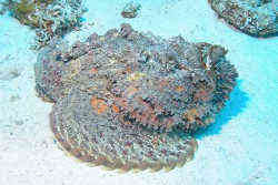 オニダルマオコゼとはこんな魚 ダイビングに注意 背びれに毒トゲを持つ刺毒魚