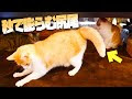 √70以上 猫 しっぽ 膨らむ 嬉しい 193624-猫 しっぽ 膨らむ 嬉しい