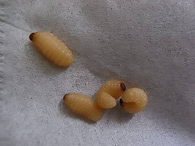 どんぐり虫大発生で 我が家は大パニック 近藤スパ太郎の Riding High