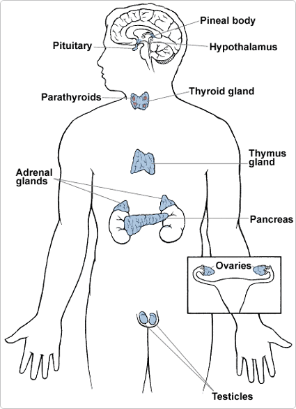 Endocrine System Biology