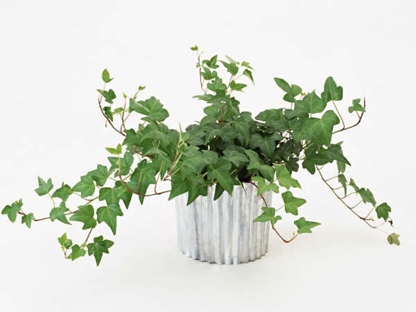 １２月２０日 アイビー ３６６日への旅 誕生花編 今日は誕生花