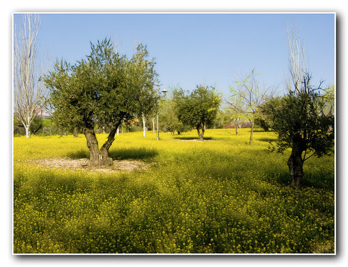 las afueras: jaramagos y olivos