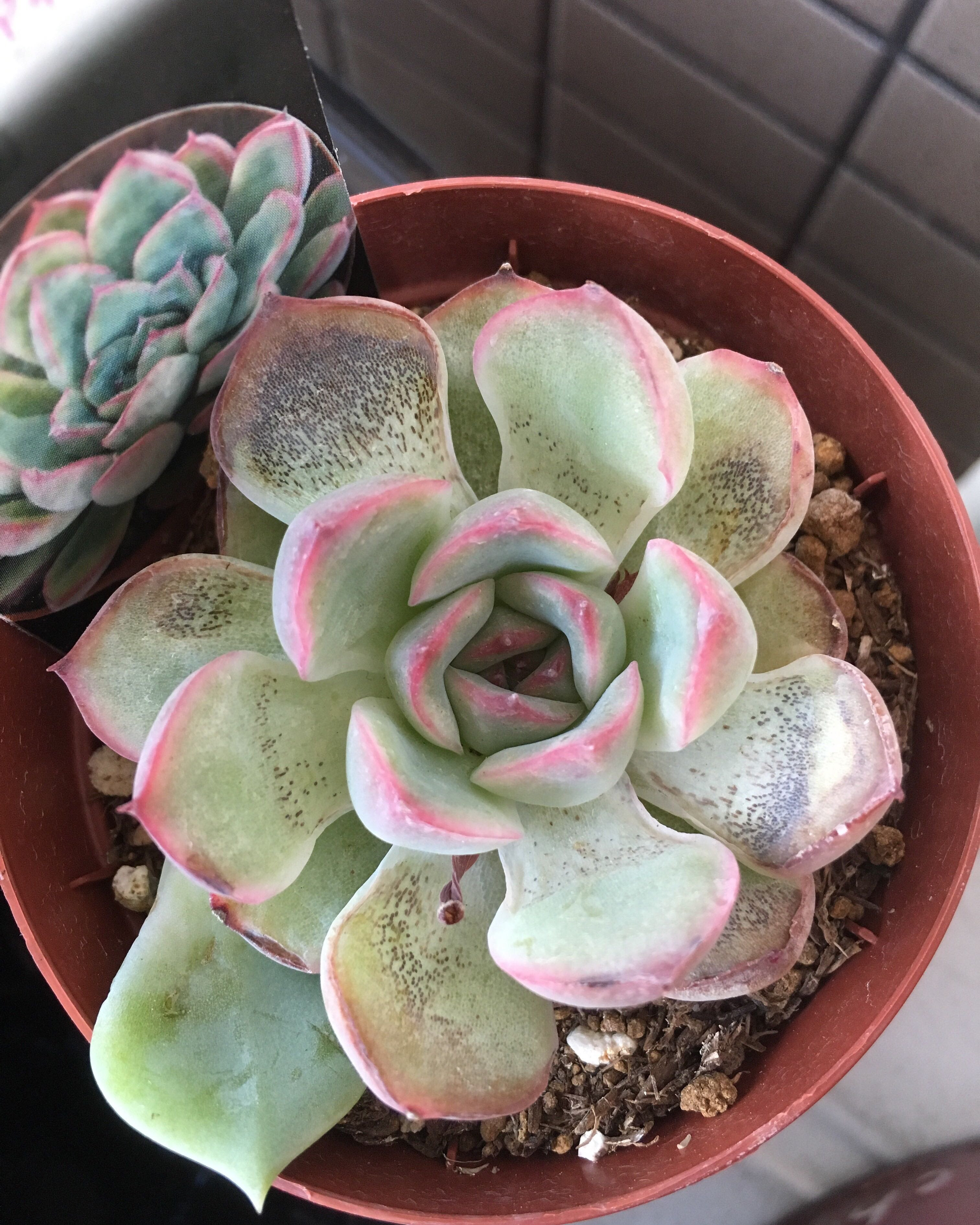 花うらら 花うらら