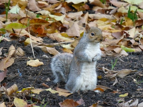 Hyde Park London 2013 by inesmusicpics