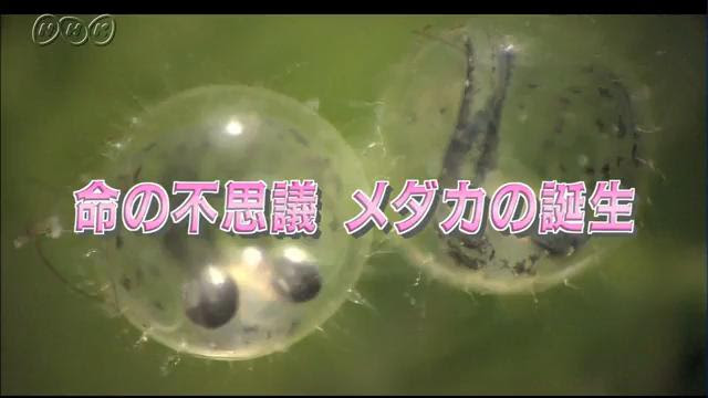 命の不思議 メダカの誕生 ミクロワールド Nhk For School