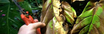 Burnt Fiddle Leaf Fig Leaves Free Download Clips Mp3 and Mp4