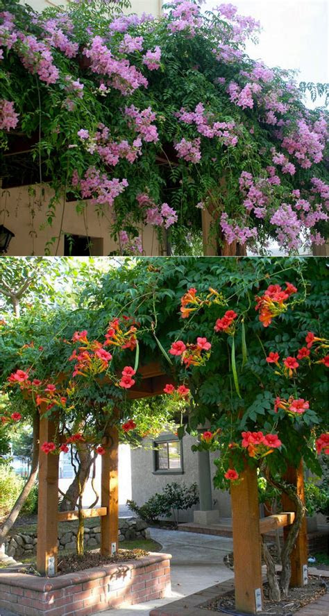 favorite flowering vines fence arbor