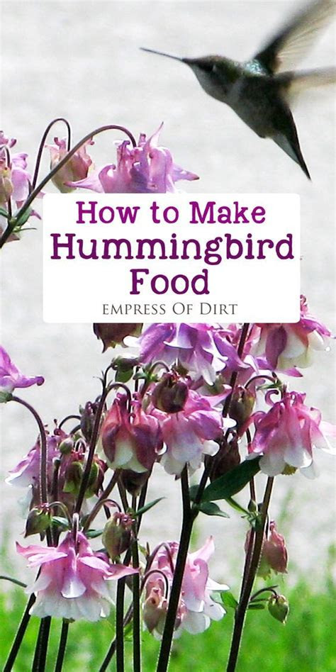 hummingbirds  hummingbird  nutrition  pinterest