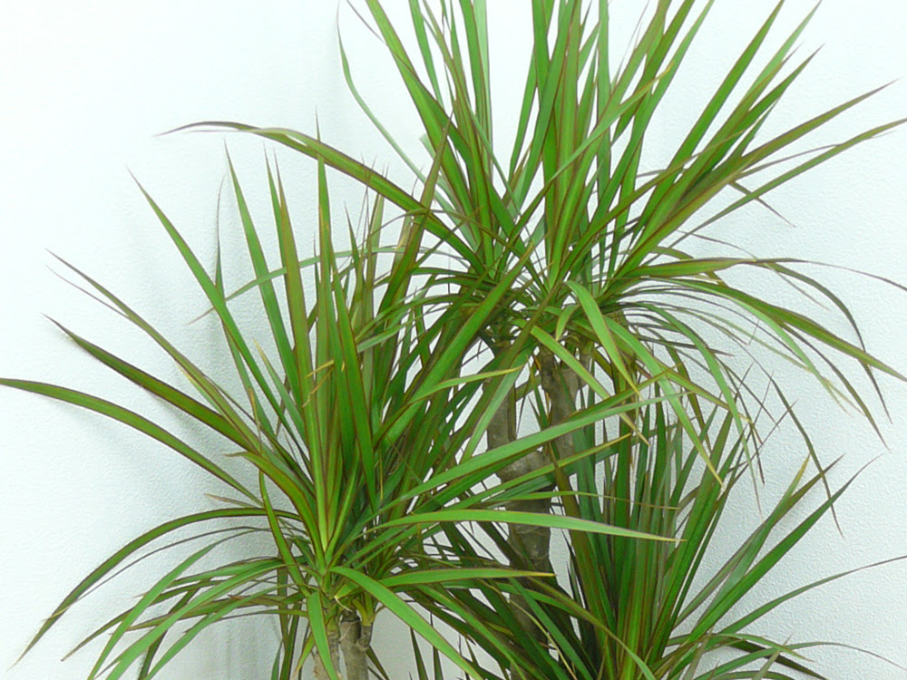 別名 幸福の木 縁起の良いドラセナの花言葉 Green Life Magagine