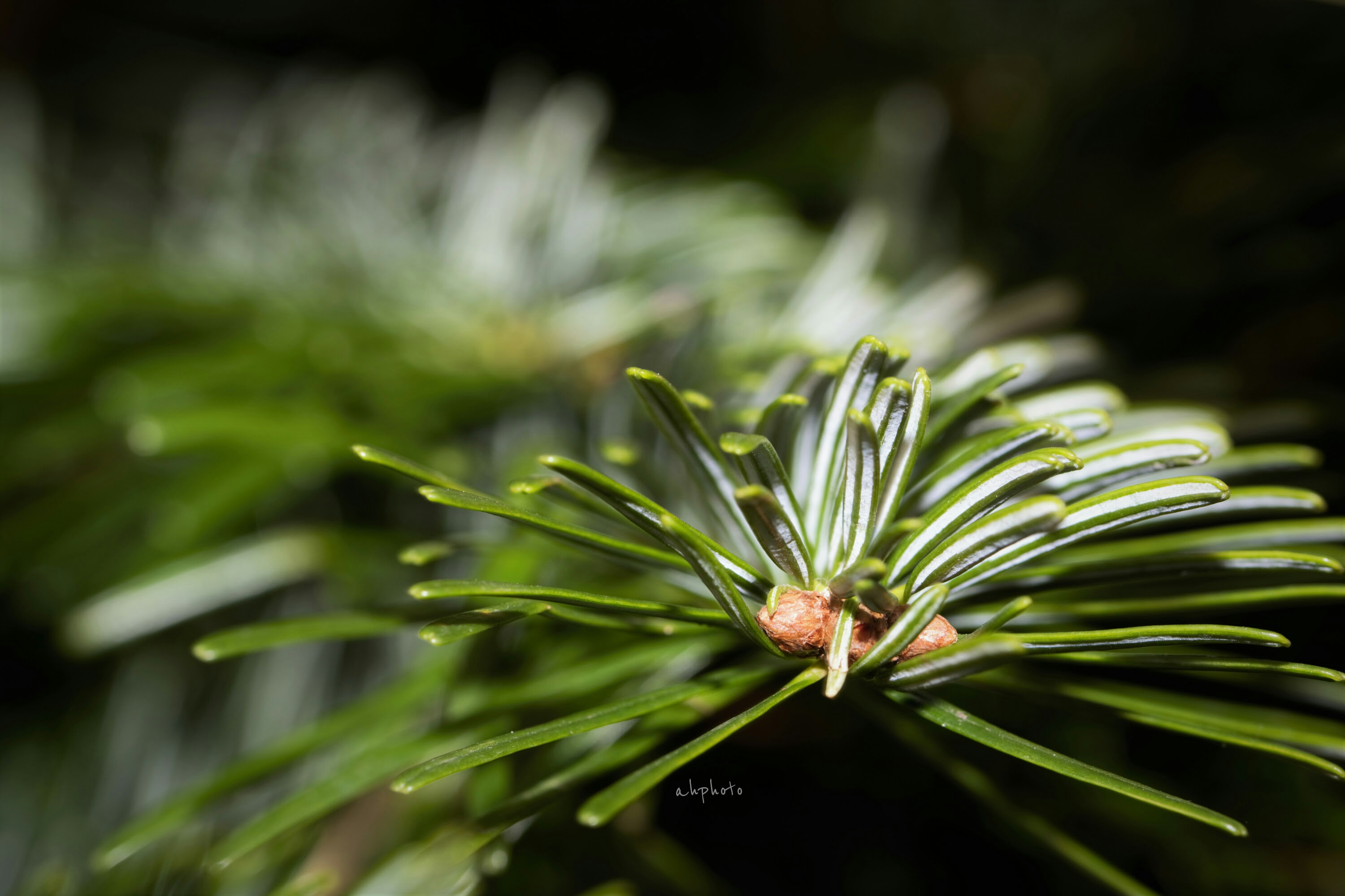 nature photography macro tree Image by Antje nature photography macro tree Image by Antje
