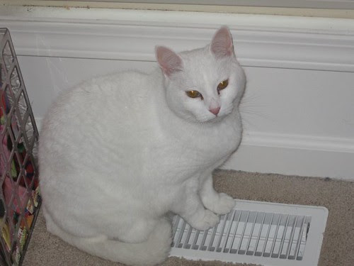 snowballheatvent