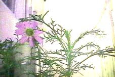 夏の草花ひみつ調べ ホウセンカ 3年 自由研究