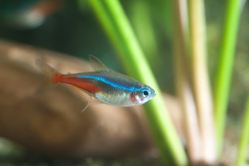 ネオンテトラの松かさ病 治療方法は 熱帯魚 淡水魚 海水魚の図鑑