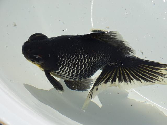 ガラスの金魚 網野篤子 ガラス細工作家による手作り作品ギャラリー