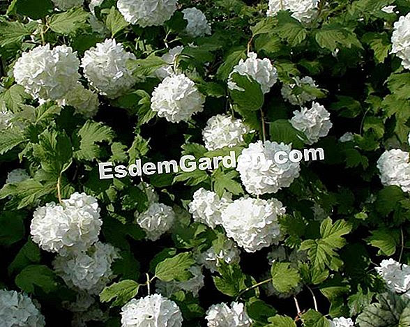 Palla Di Neve Viburnum Opulus Di Viburnum Pianta Coltiva Tutto Su Giardinaggio E Progettazione Di Giardini 2021