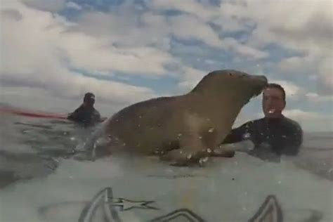 wellenreiten  england robbe  surfen lernen welt