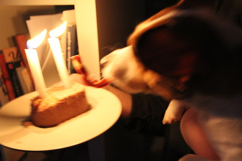 happy birthday pup