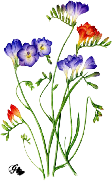Fleur PNG