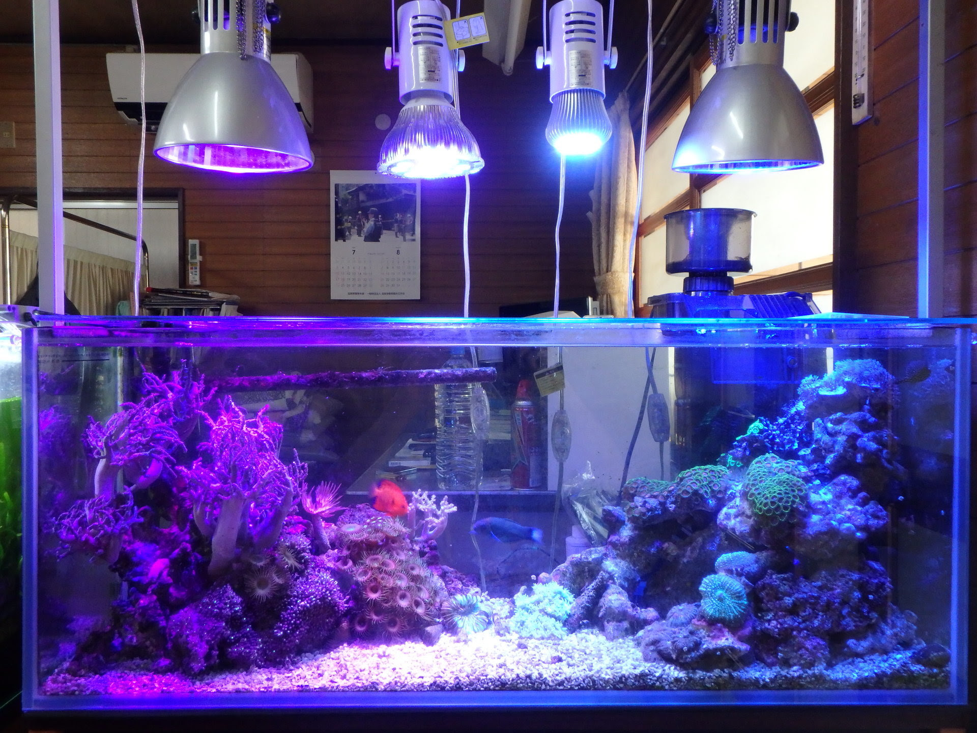 メイン水槽のライトを変更してみたら 予想以上に艶々しかった 疑問だらけのマリンアクアリウム