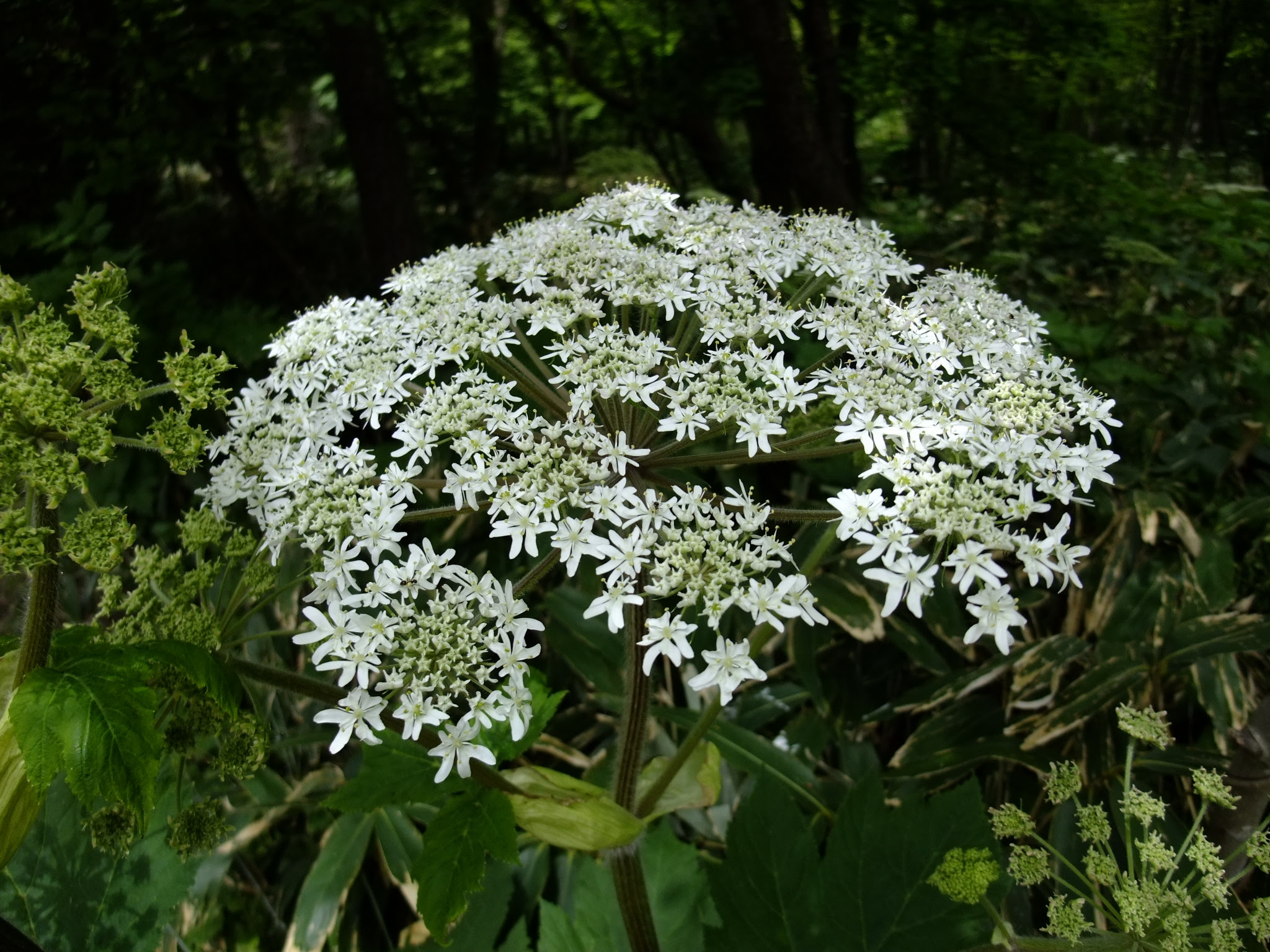 白い花の競演 円山公園