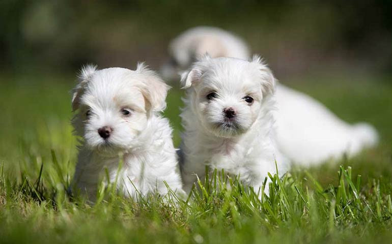 Shaggy Or Supermodel The Maltese Is One Breed With Two Very Different Looks American Kennel Club
