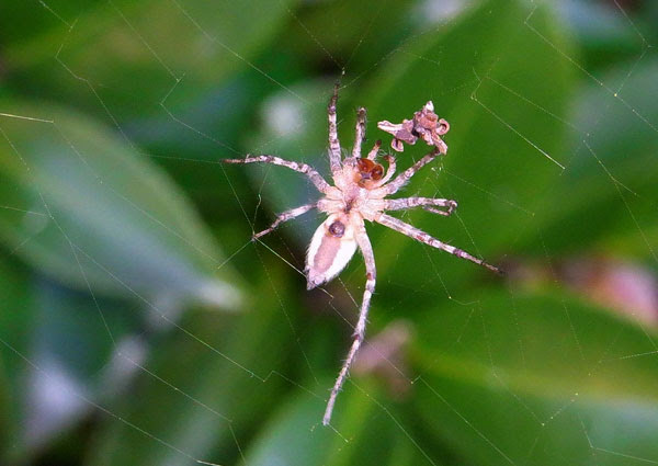 サザンカでクモ探し 虫散歩