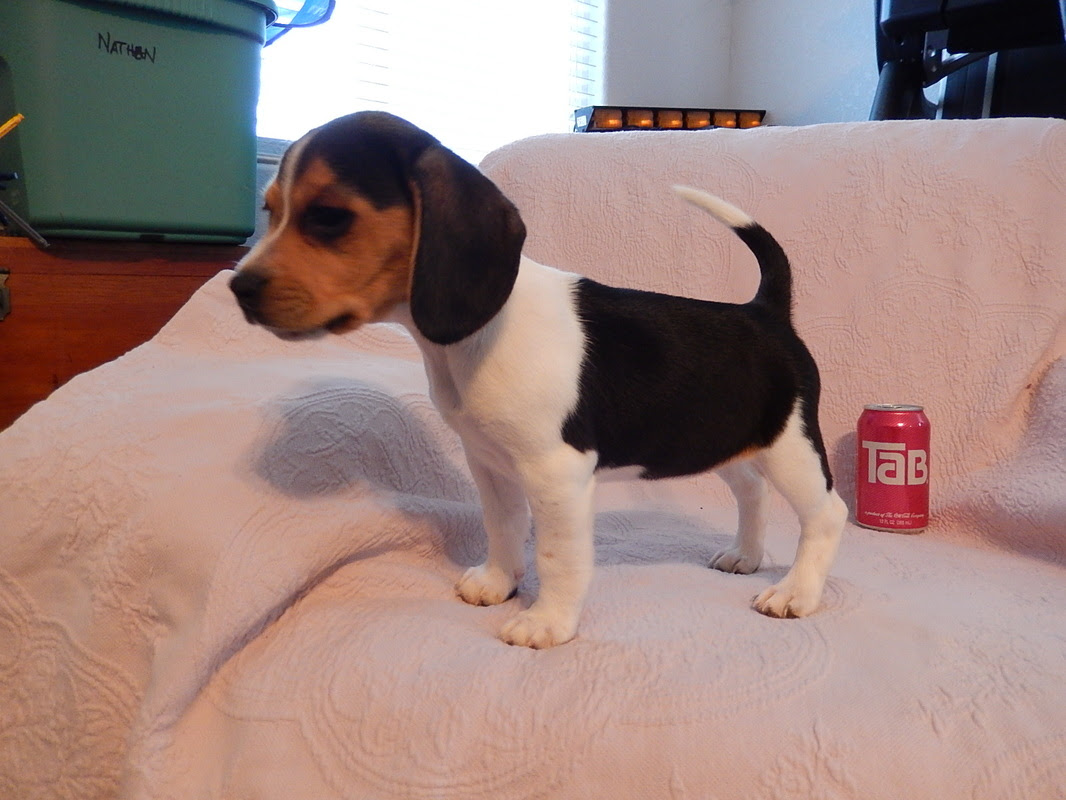 Previous Litter Of Miniature Pocket Beagle Puppies Born 8 ...