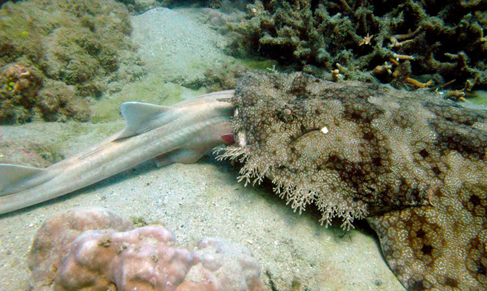 Ένας καρχαρίας  κατά τη διάρκεια μιας υποβρύχιας οπτικής απογραφή των ψαριών στον ύφαλο της Μεγάλης Keppel στο Great Barrier Reef.