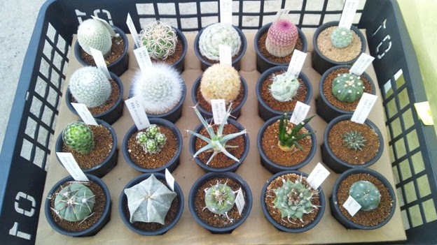 珍しい多肉植物 サボテンが入荷しました 写真共有サイト フォト蔵