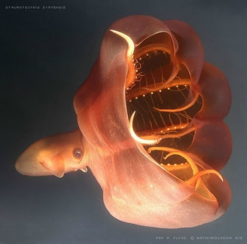 Vampyroteuthis infernalis, literally “vampire squid from hell.