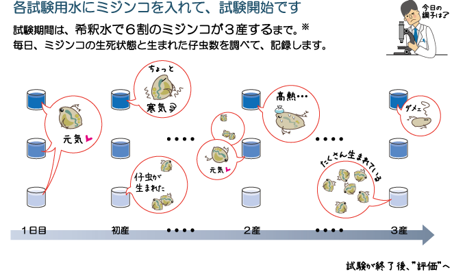 ｗｅｔシステム研究会 絵で見るｗｅｔシステム １ ミジンコを使った試験方法