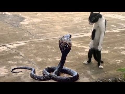 Cat Vs Snake Who Wins? - Purring Kitty