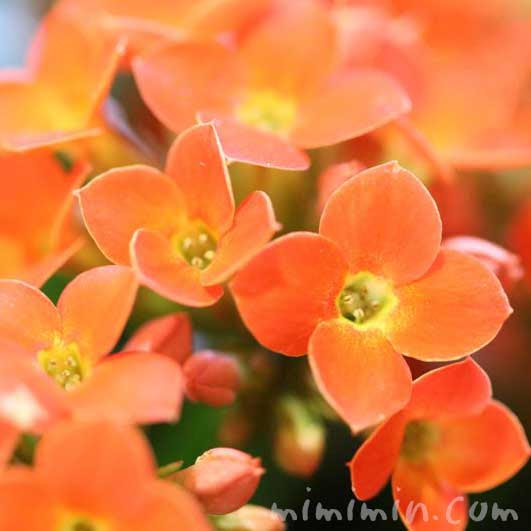 75 アプリコット 花 言葉 すべての美しい花の画像