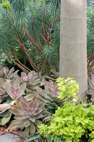 Parking strip foliage