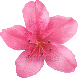 躑躅 躑蠋の花 ツツジの花のイラスト 条件付フリー素材集