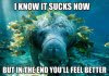 calming-manatee-2 calming-manatee-2