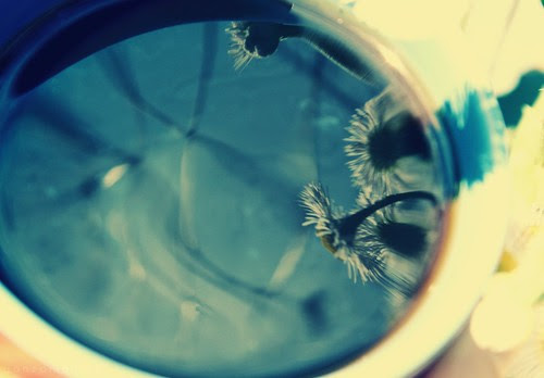 reflection.