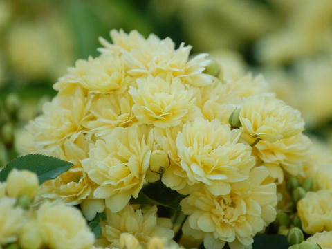 木香薔薇 モッコウバラ 華凛の花言葉